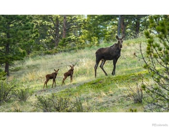 312 Ridge Rd, Ward, CO 80481