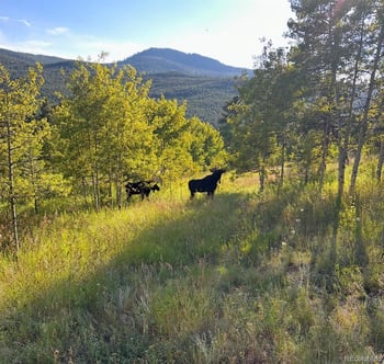1549 Golden Gate Dr, Golden, CO 80403