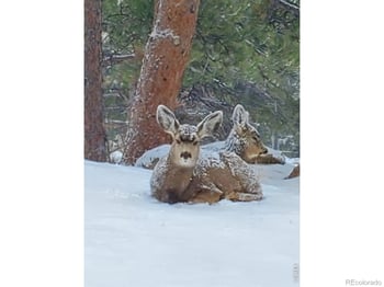 2720 Sunset Ln, Estes Park, CO 80517