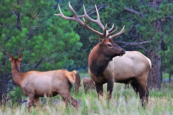 31354 Morning Star Dr, Evergreen, CO 80439