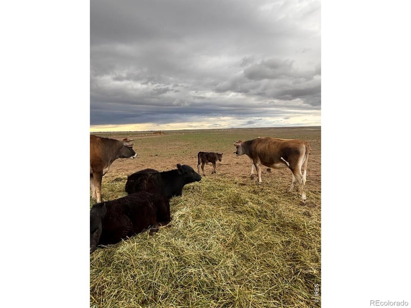 41893 County Road 84, Briggsdale, CO 80611