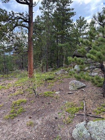 850 Lupine Pl, Black Hawk, CO 80422