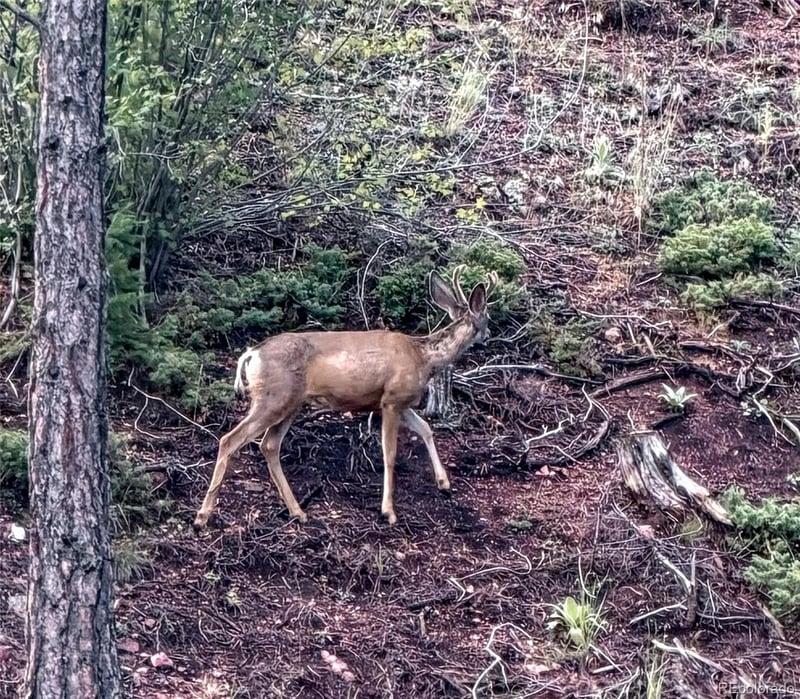 Tbd Cathedral Trl, Conifer, CO 80433