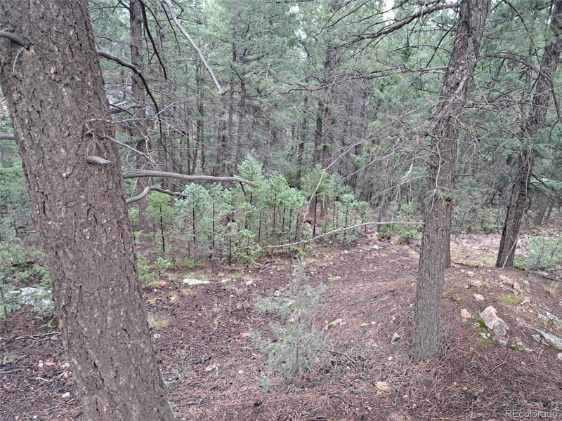 360 Hi Meadow Dr, Bailey, CO 80421