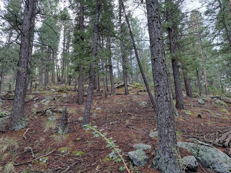 360 Hi Meadow Dr, Bailey, CO 80421