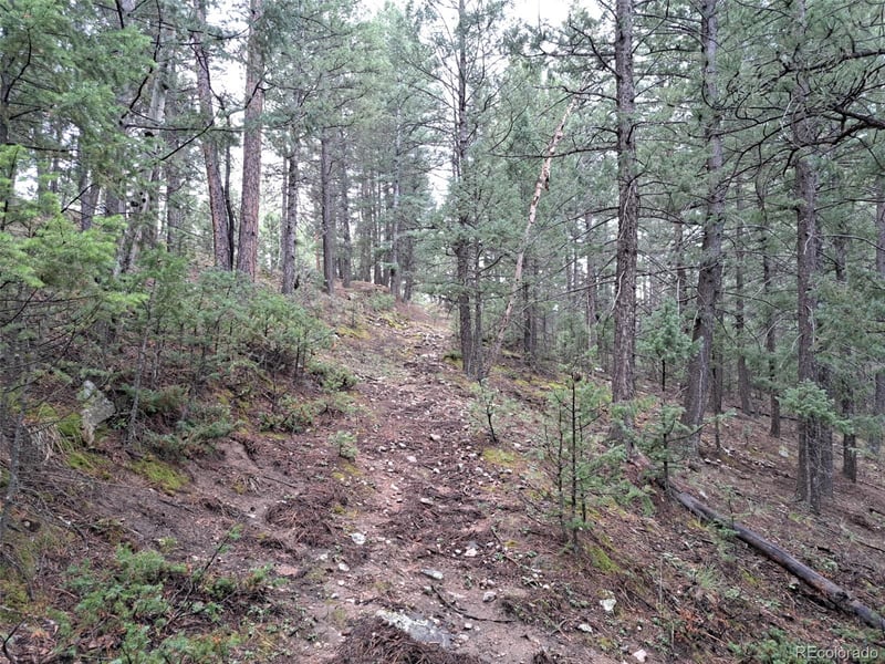 360 Hi Meadow Dr, Bailey, CO 80421
