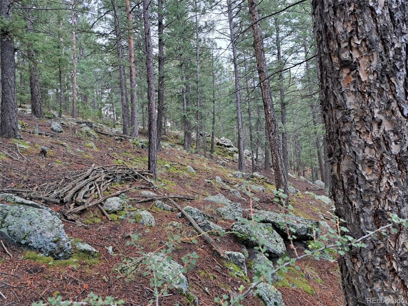360 Hi Meadow Dr, Bailey, CO 80421