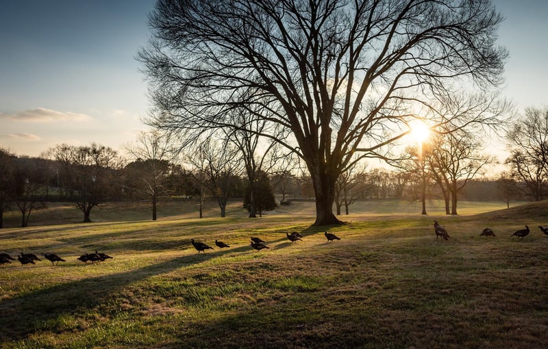 9237 Nina Ct, Brentwood, TN 37027