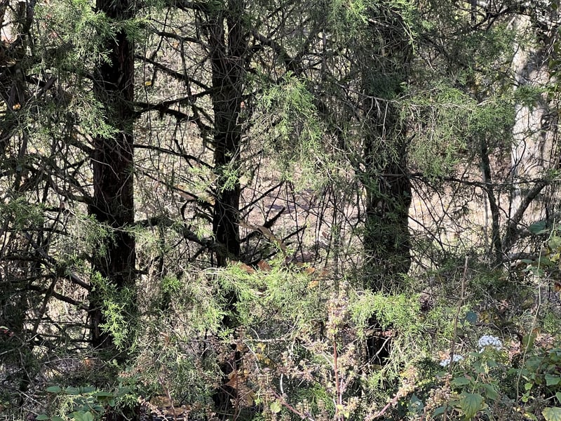Reece Hollow Rd Lot 2 & 4, Carthage, TN 37030