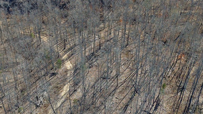 3L Oak Ridge Rd, Vanleer, TN 37181