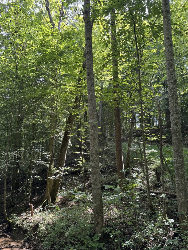 0 Albert Fentress Rd, Greenbrier, TN 37073