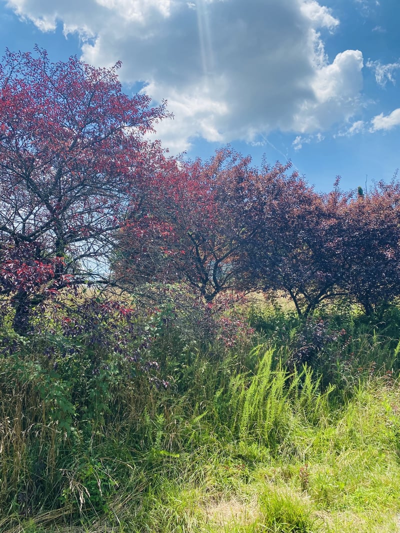 1005 Highpoint Ln, Chapmansboro, TN 37035