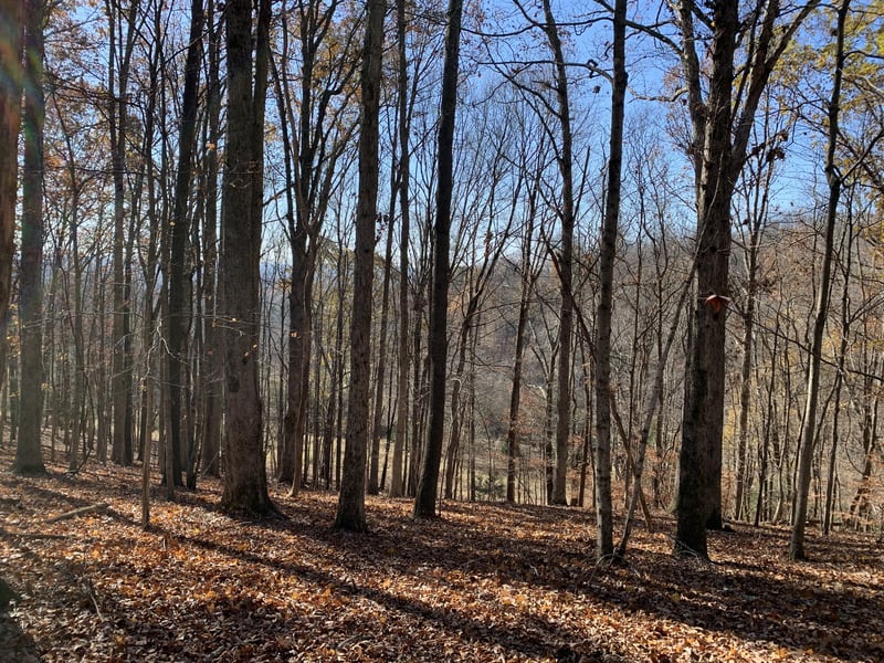 Cummings Ln, Cottontown, TN 37048