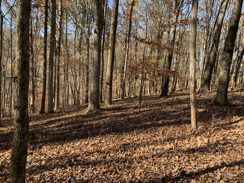 Cummings Ln, Cottontown, TN 37048