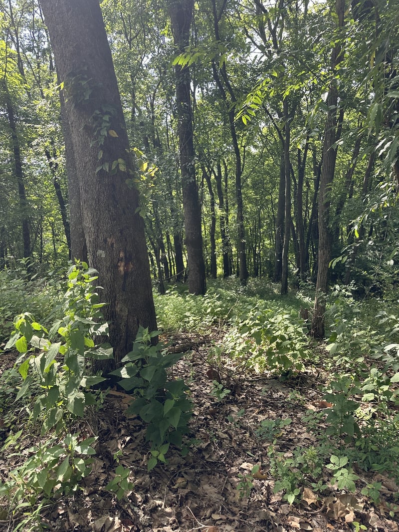 322 Stoneybrook Rd, Columbia, TN 38401