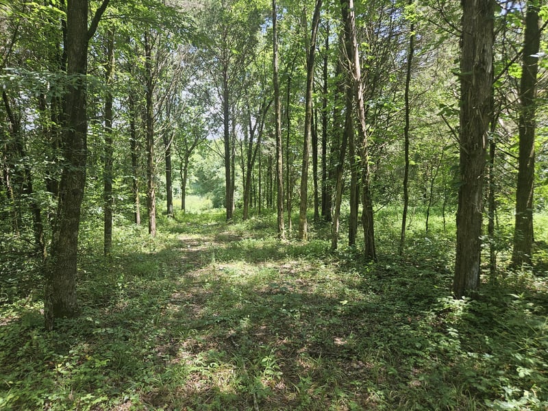 3720 Se Tater Peeler Rd, Lebanon, TN 37090