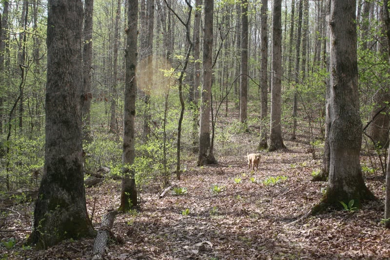 5671 Pinewood Rd, Franklin, TN 37064