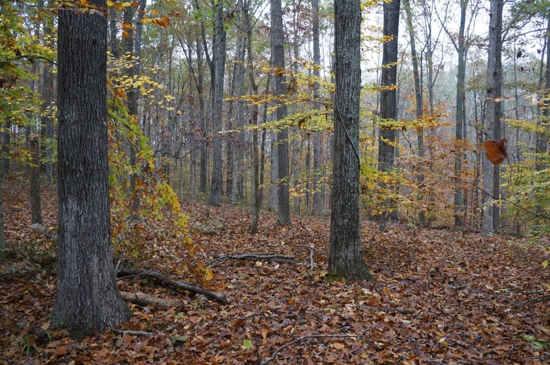 5671 Pinewood Rd, Franklin, TN 37064