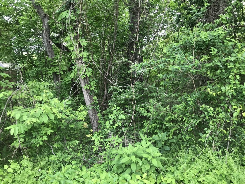 1915 Appomattox Dr, Lebanon, TN 37087