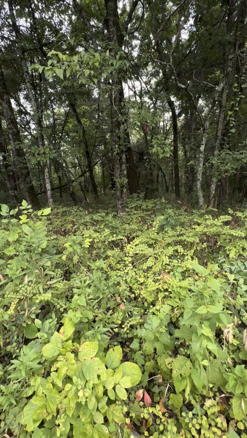 6468 Arno College Grove Rd, College Grove, TN 37046