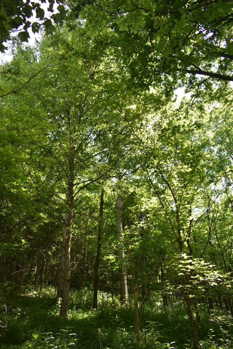 0 Nascar Ln, Pleasant Shade, TN 37145