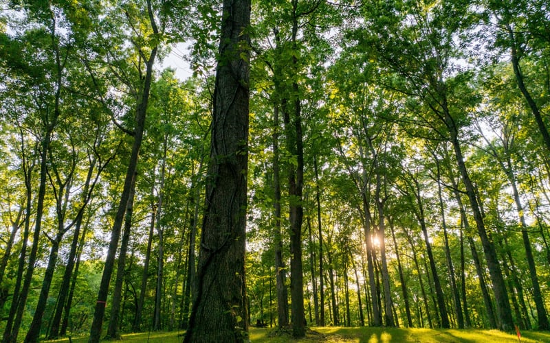 1 Peach Hollow Rd, Franklin, TN 37064