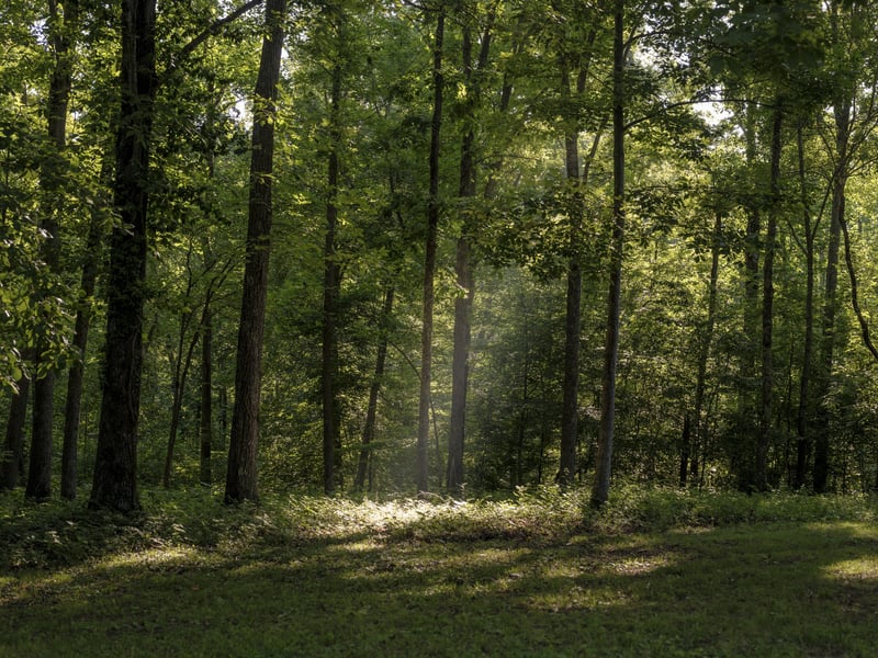 7725 Caney Fork Rd, Fairview, TN 37062