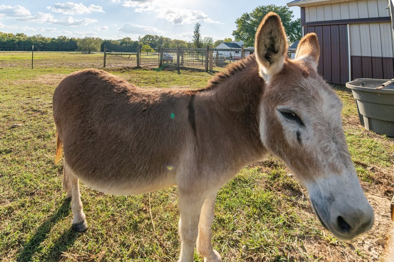 2780 Joe Reeves Rd, Lewisburg, TN 37091