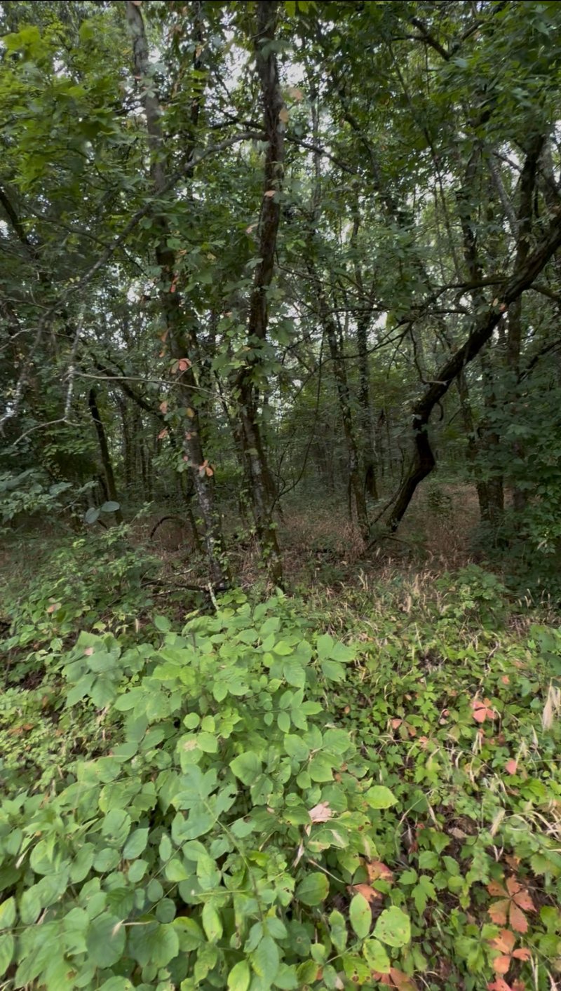 6472 Arno College Grove Rd, College Grove, TN 37046