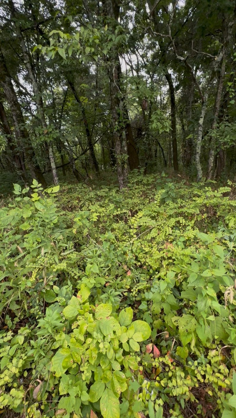 6472 Arno College Grove Rd, College Grove, TN 37046