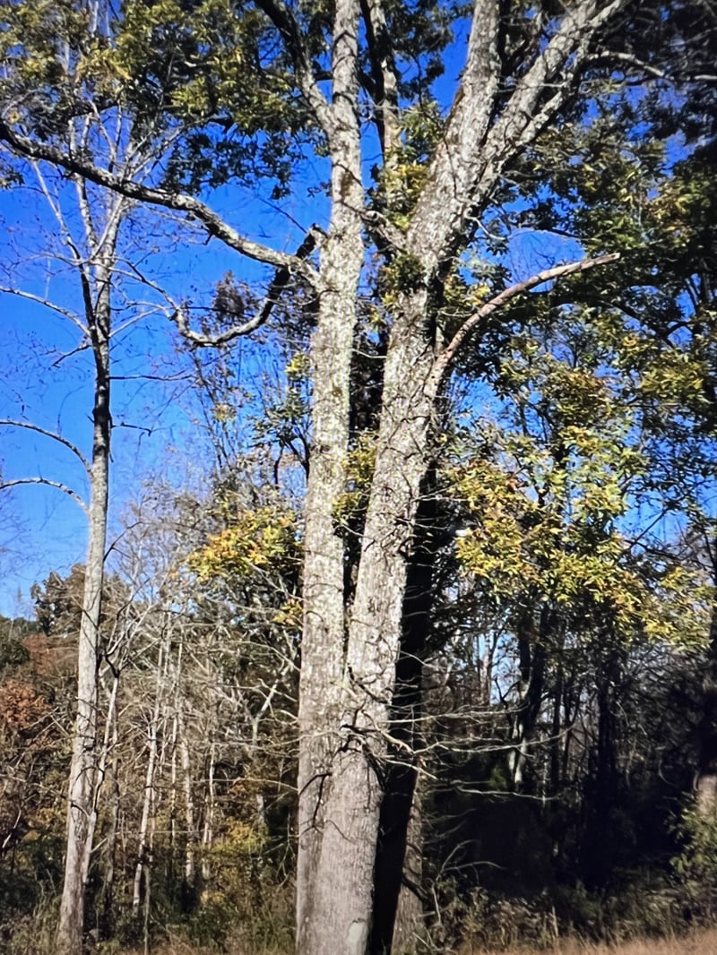 1366 Ridge Cir, Joelton, TN 37080