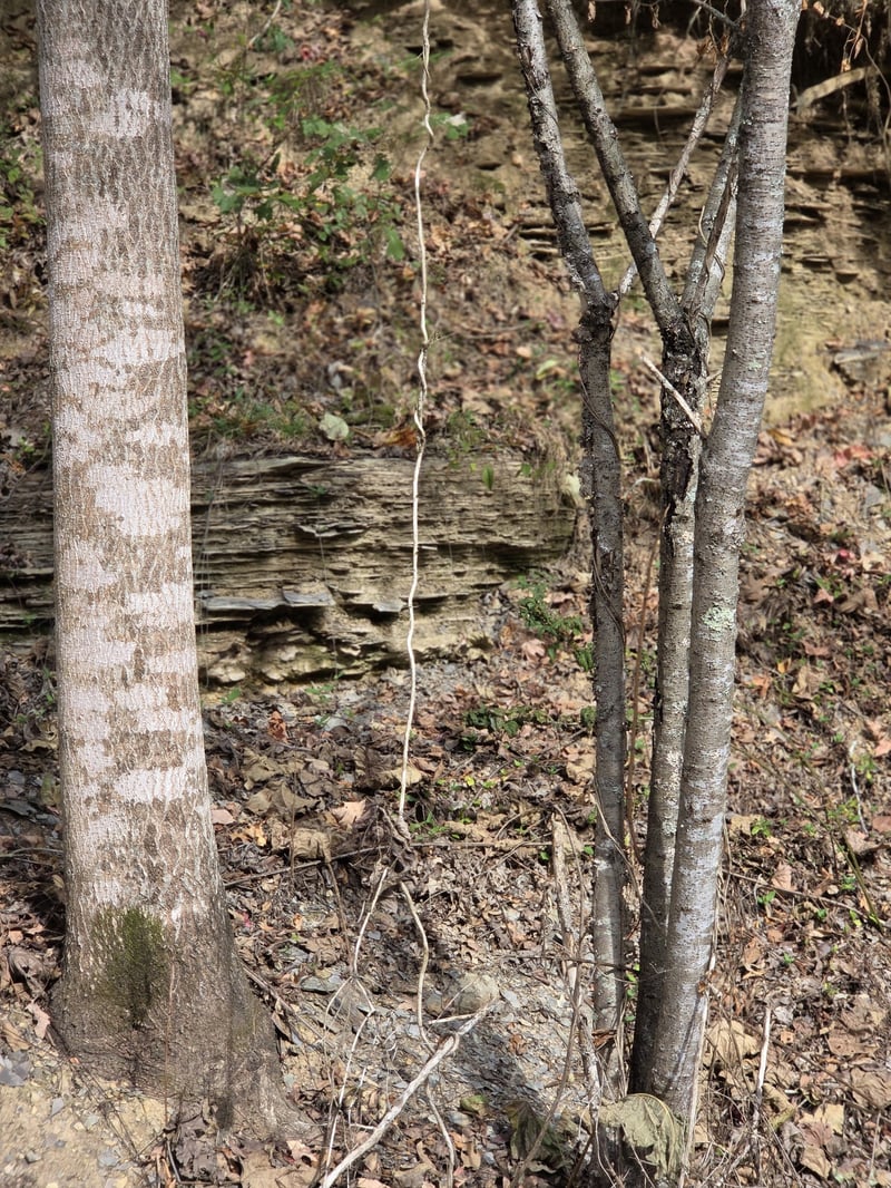 9436 Highway 100 , Nashville, TN 37221