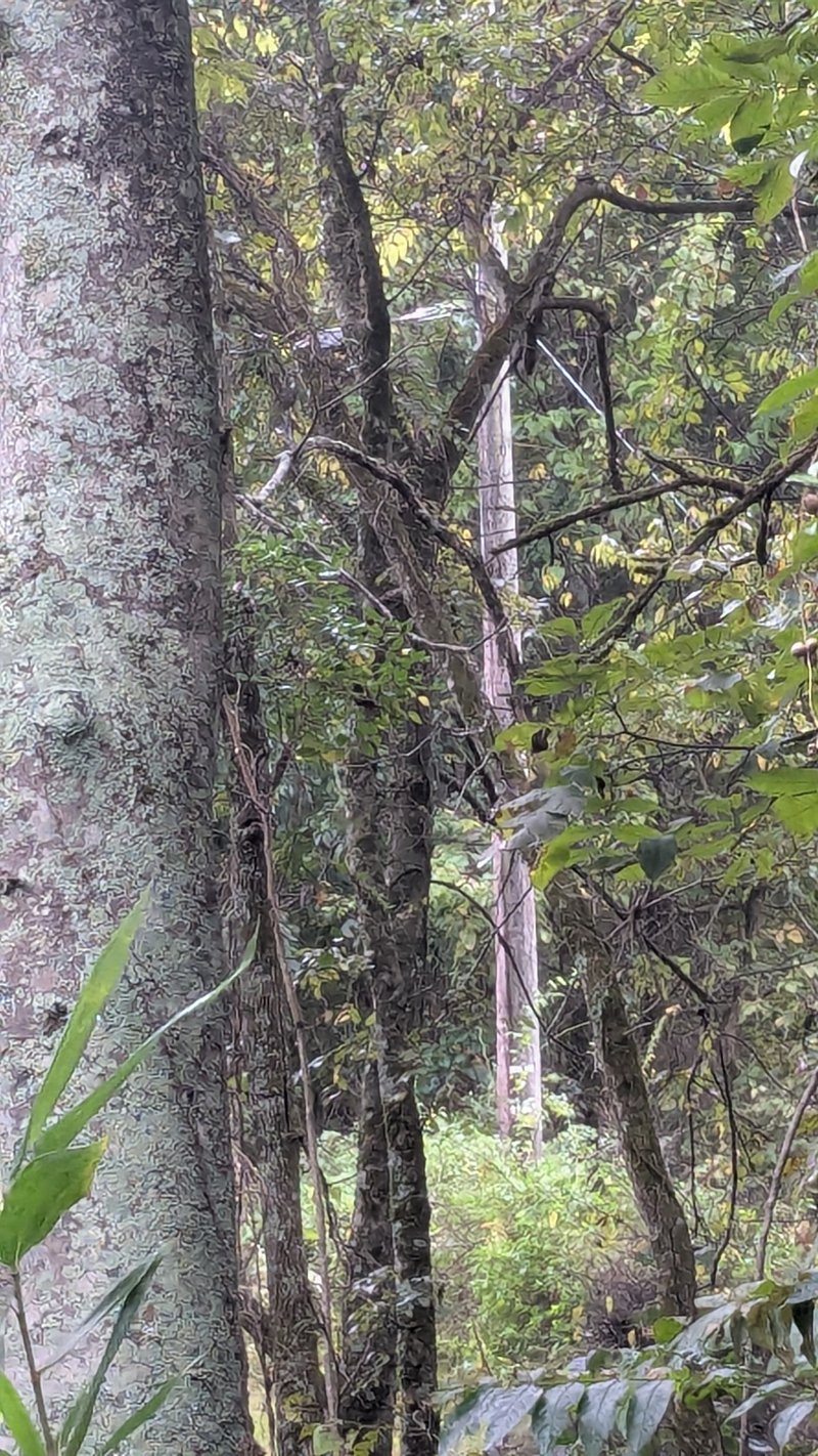 0 Greenvale Rd, Lebanon, TN 37087