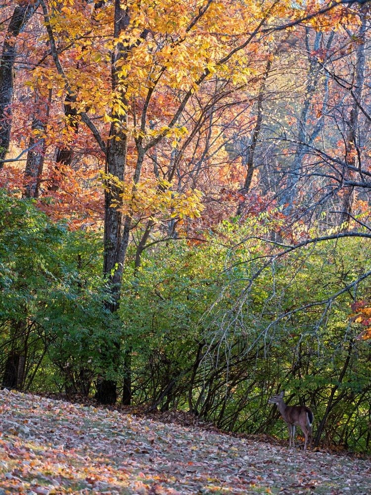 5887 Fredricksburg Dr, Nashville, TN 37215