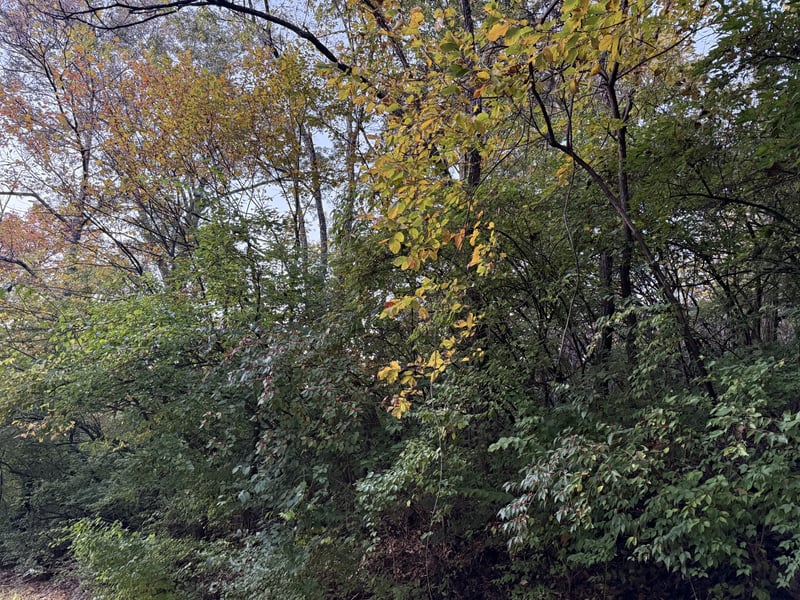 1332 Oakleigh Hill Dr, Nashville, TN 37215