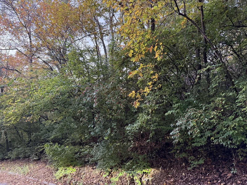 1332 Oakleigh Hill Dr, Nashville, TN 37215