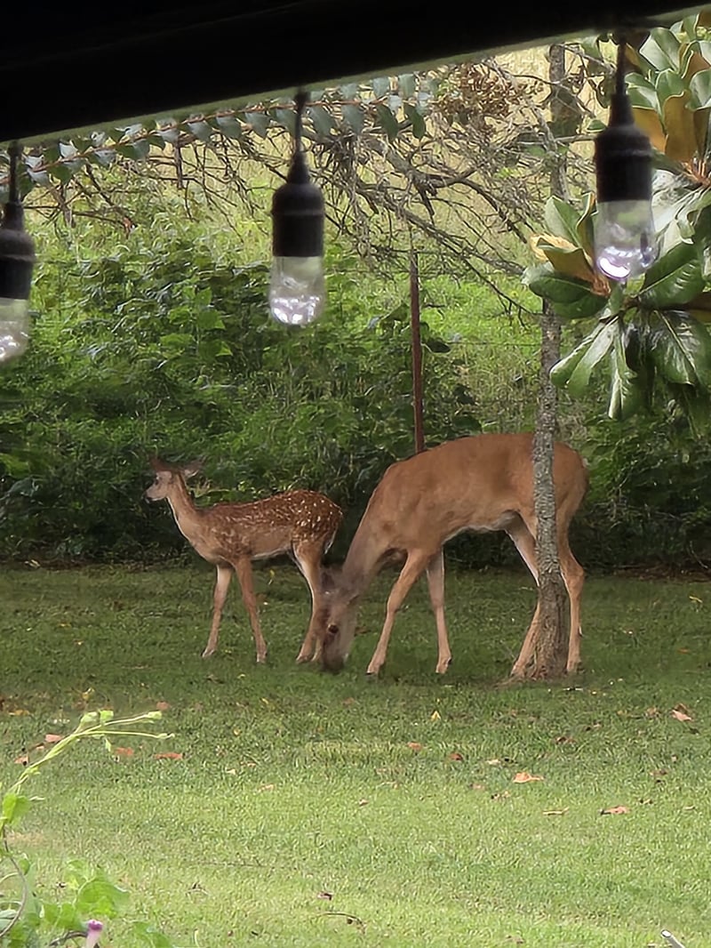 6909 Pulltight Hill Rd, College Grove, TN 37046