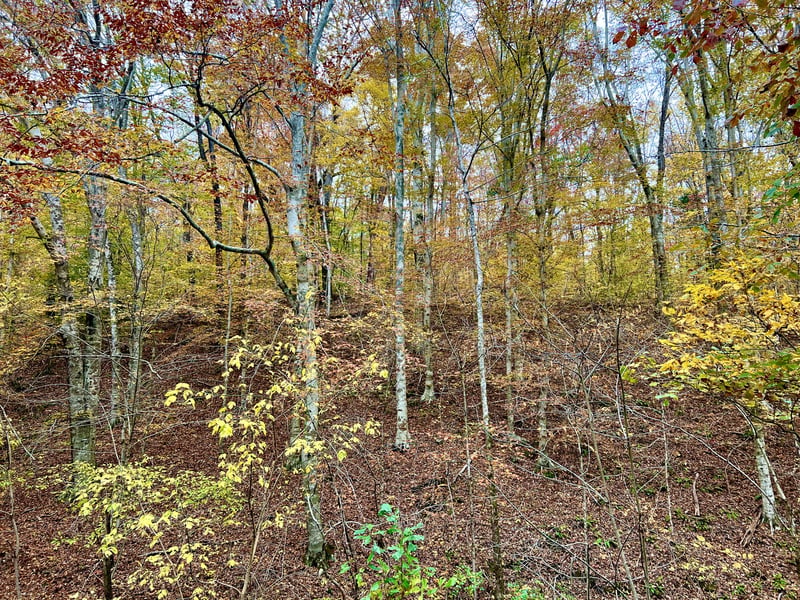West Garretts Creek Rd, Westmoreland, TN 37186