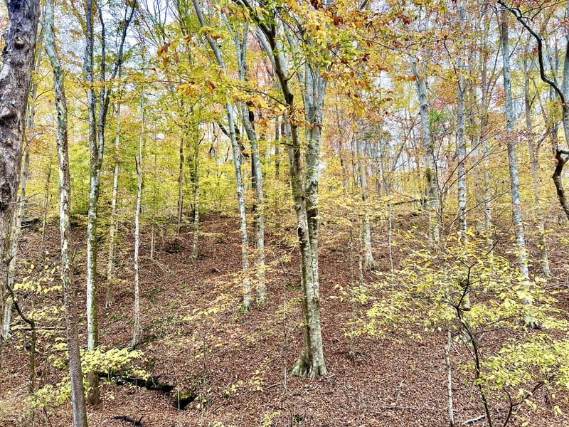West Garretts Creek Rd, Westmoreland, TN 37186
