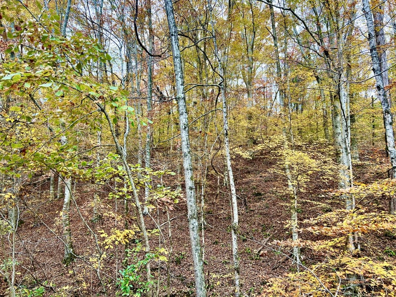 West Garretts Creek Rd, Westmoreland, TN 37186