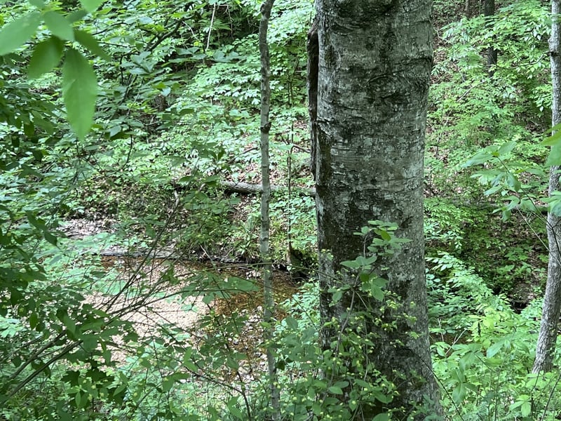 Clay Lick Rd, Whites Creek, TN 37189