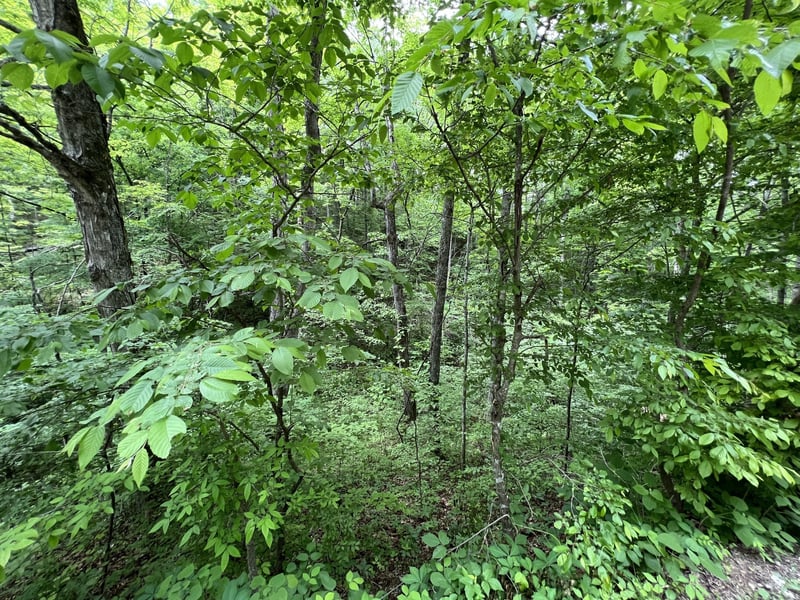 Clay Lick Rd, Whites Creek, TN 37189
