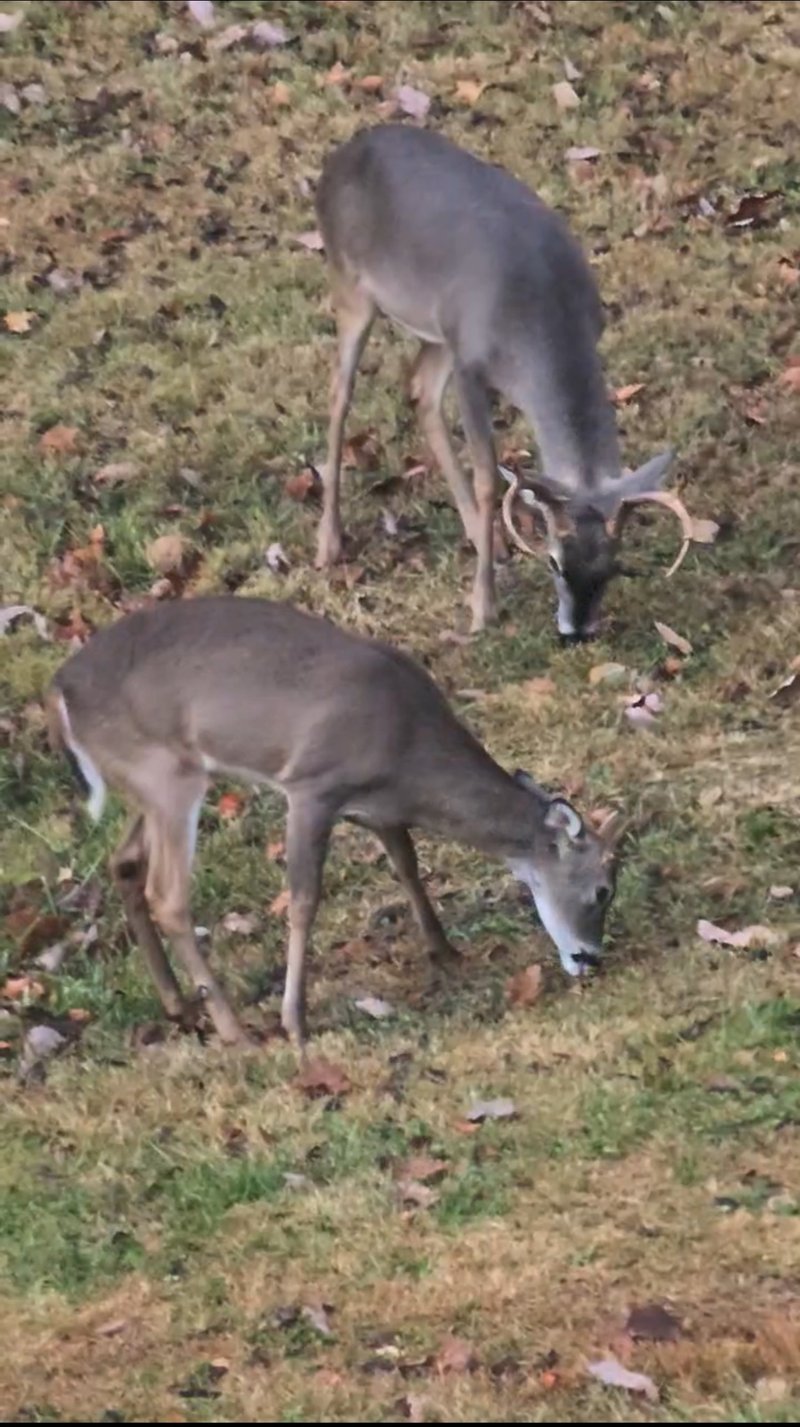 7401 Burks Hollow Rd, Christiana, TN 37037