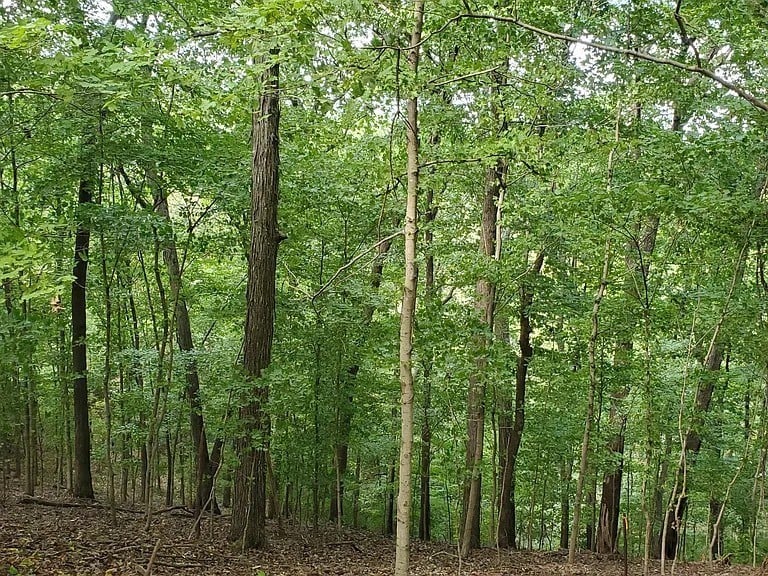 6621 Chatsworth Pl, Nashville, TN 37205