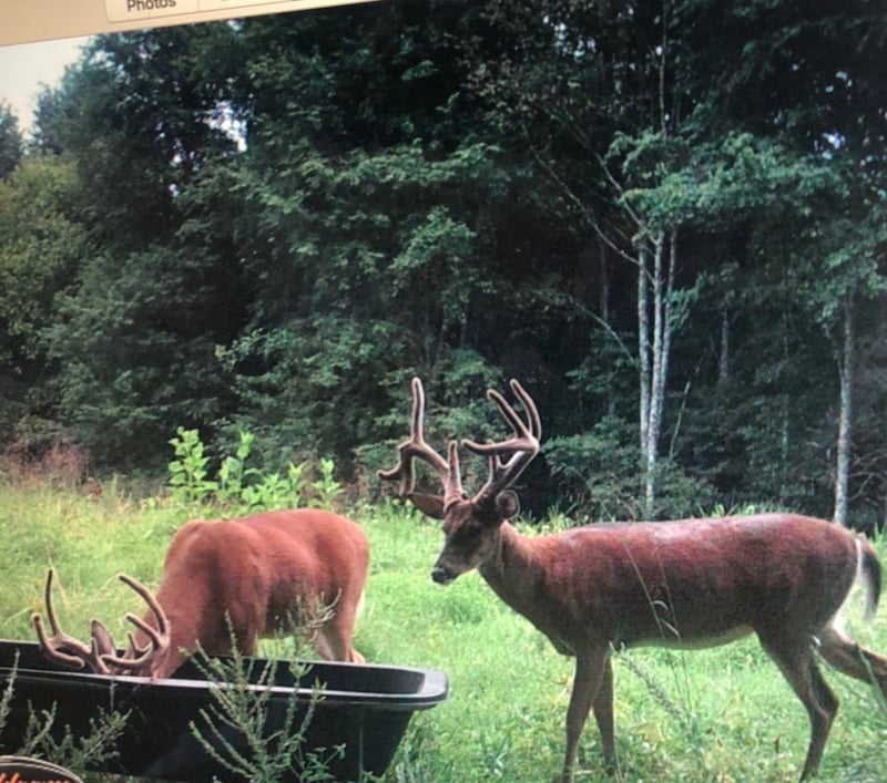 510 Rogues Fork Rd, Bethpage, TN 37022