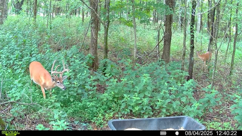 510 Rogues Fork Rd, Bethpage, TN 37022