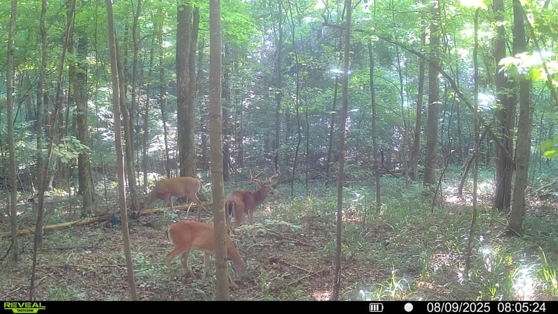 510 Rogues Fork Rd, Bethpage, TN 37022