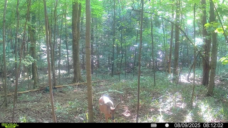 510 Rogues Fork Rd, Bethpage, TN 37022