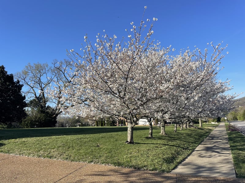 9224 Sydney Ln, Brentwood, TN 37027