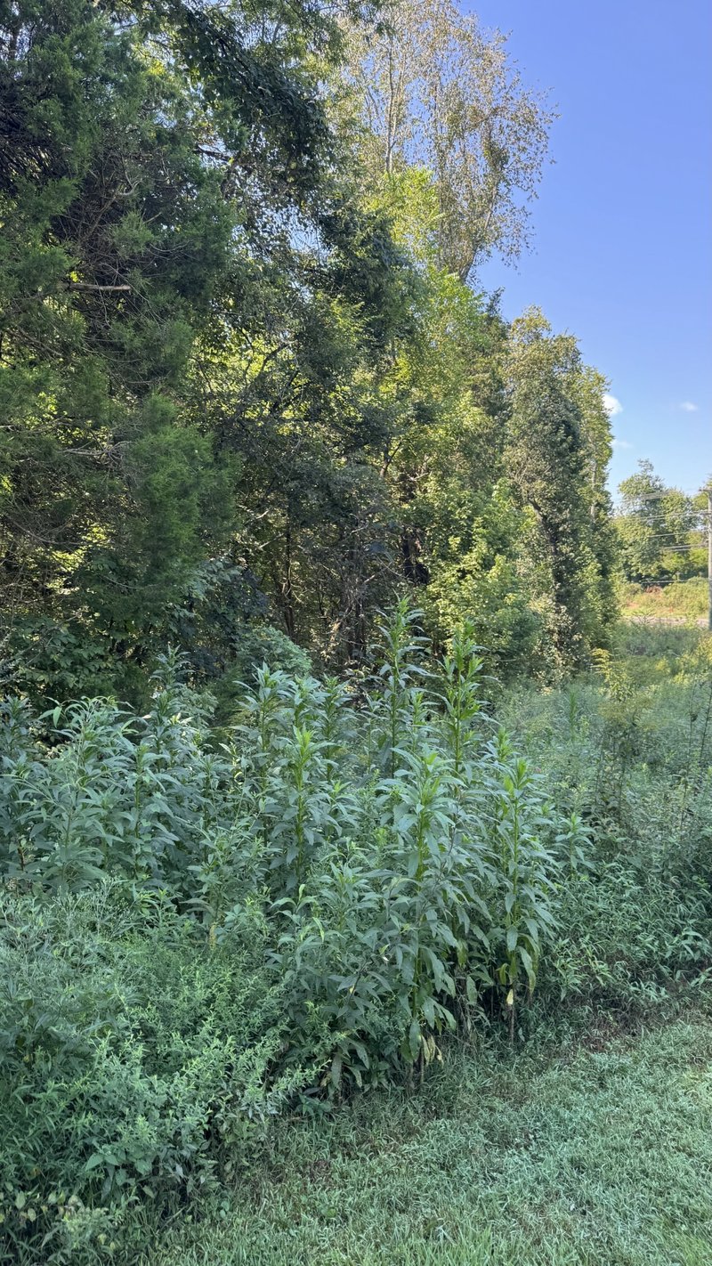 8322 Horton Hwy, College Grove, TN 37046